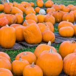 Chicagoland’s Best Pumpkin Patch