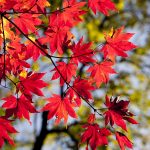 fall foliage in chicago