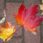 chicago fall colors